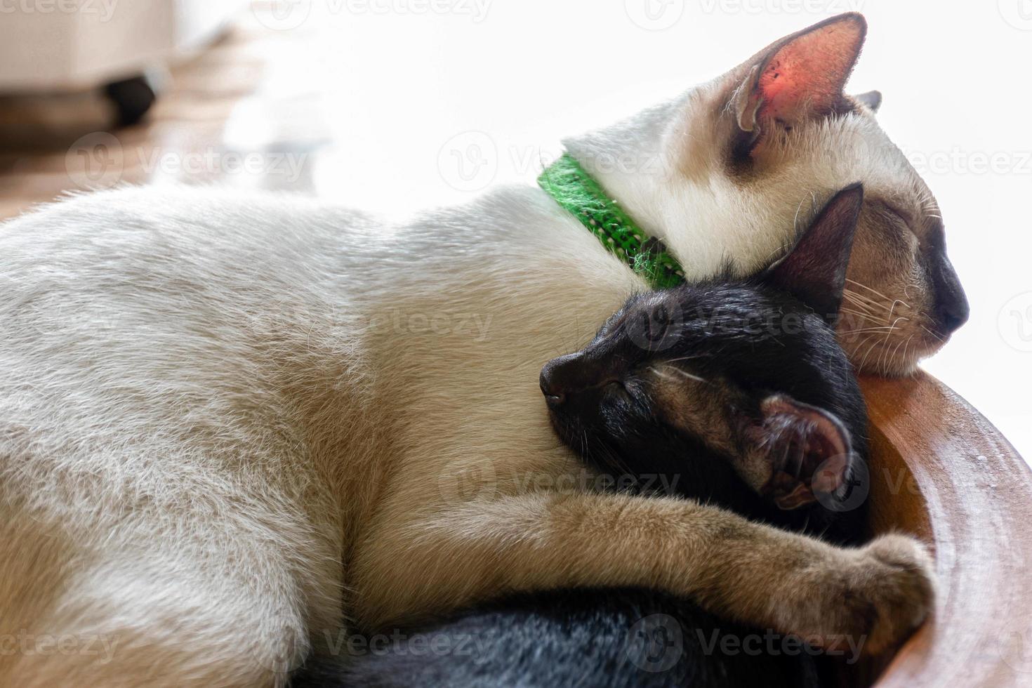 White mother cat sleeping hugging a black kitten photo