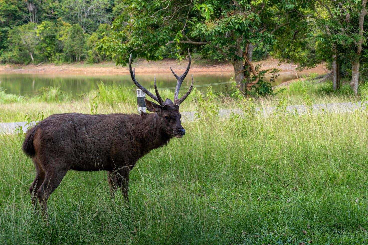 el ciervo marrón macho es hermoso el cuerno está en el parque forestal. foto