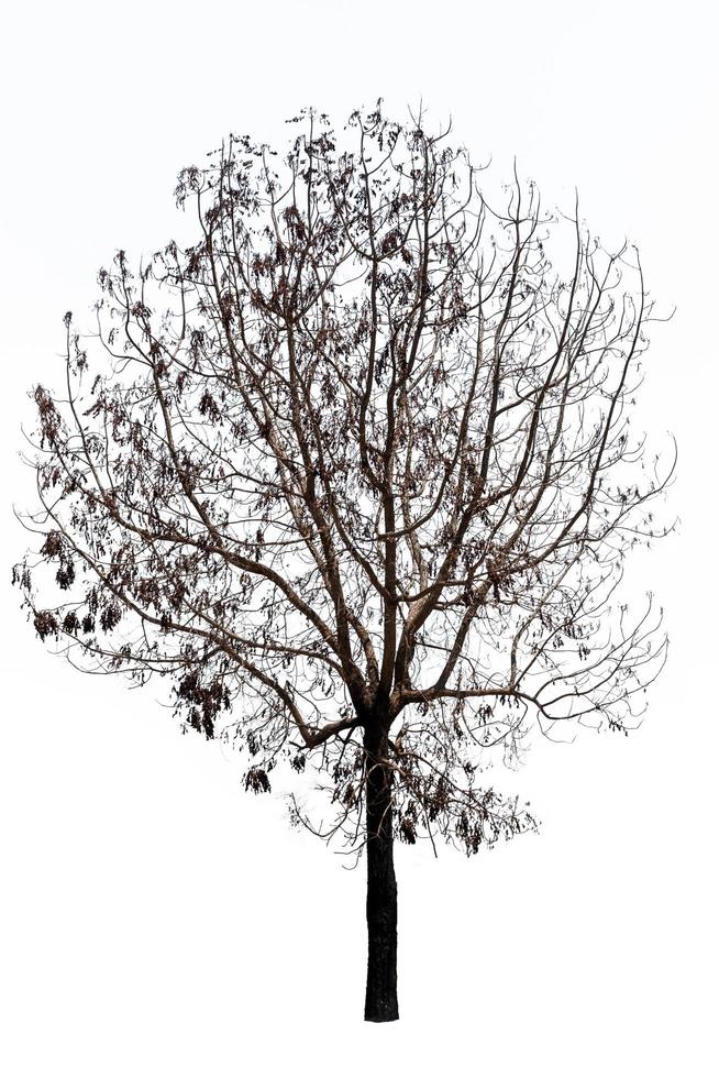 Dead tree isolated on white background photo