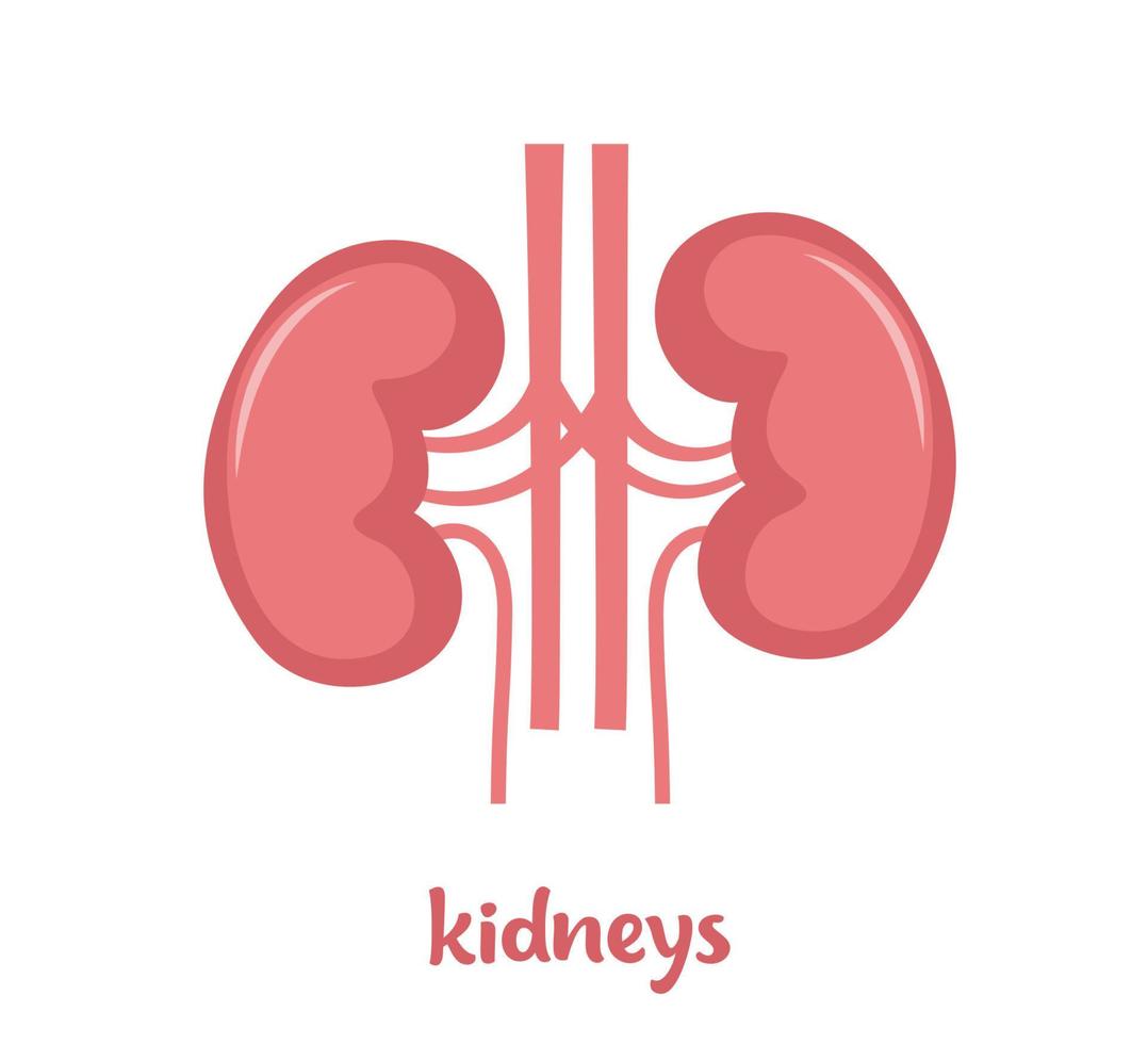 Human kidneys anatomy. Human internal organ icon. Concept of urinary system. Vector flat icon illustration isolated on white background.