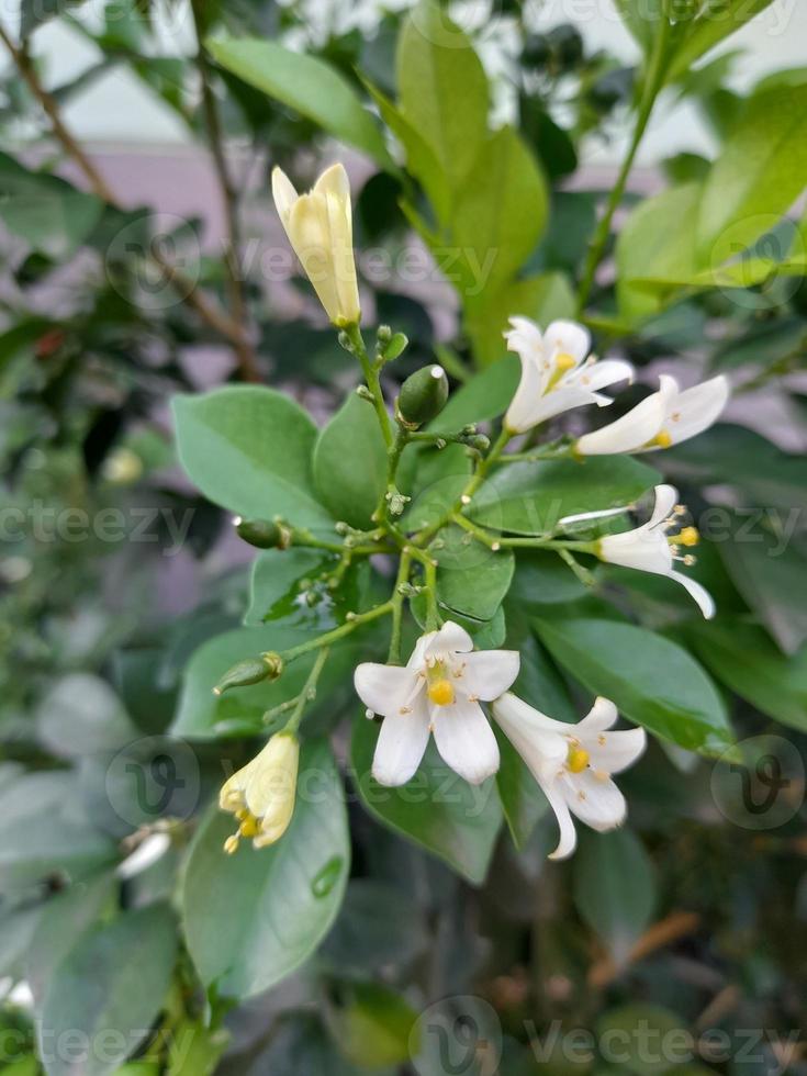 La flor de kemuning es una planta ornamental que produce una fuerte fragancia, especialmente por la noche. foto