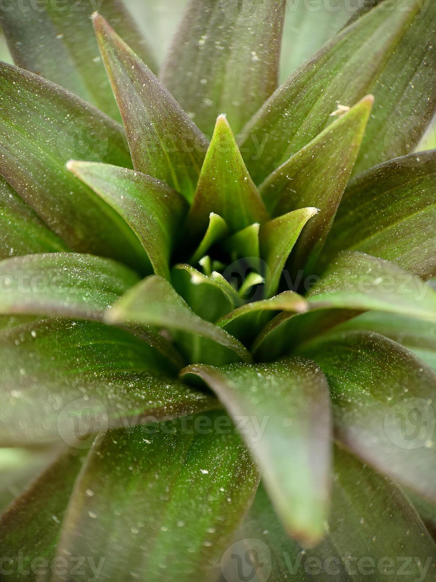 Background image of green foliage of a lily without a flower 15400213