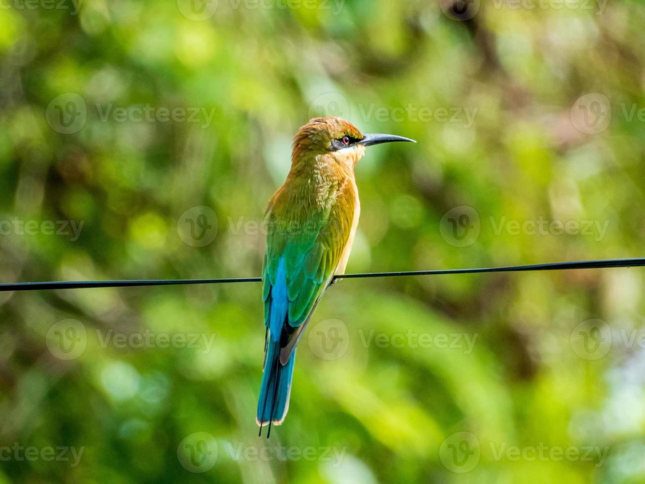 Abejaruco de cola azul posado en un alambre foto