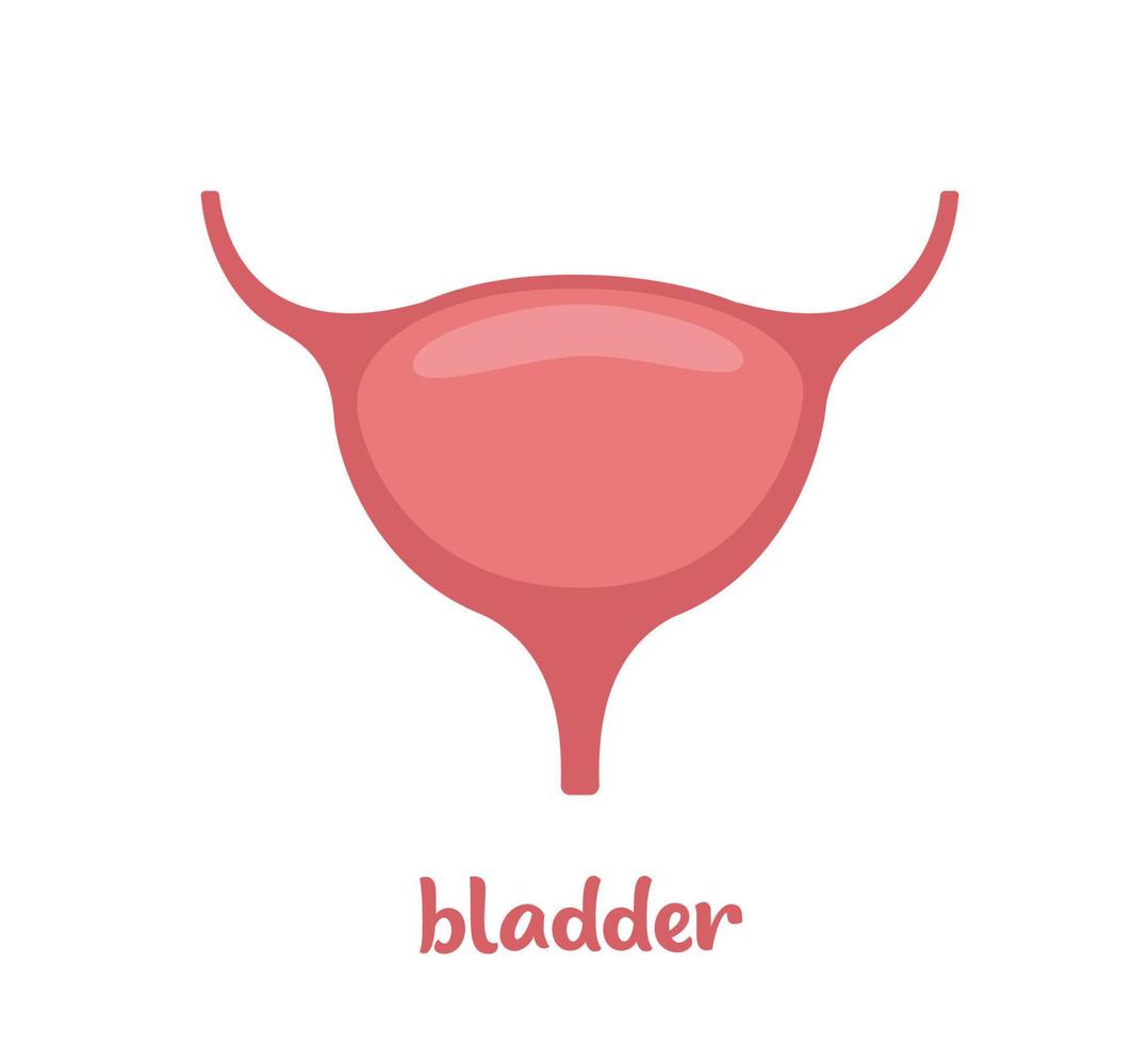 Human bladder, Internal organ of the human body. Anatomy Bladder icon. Vector flat icon illustration isolated on white background.