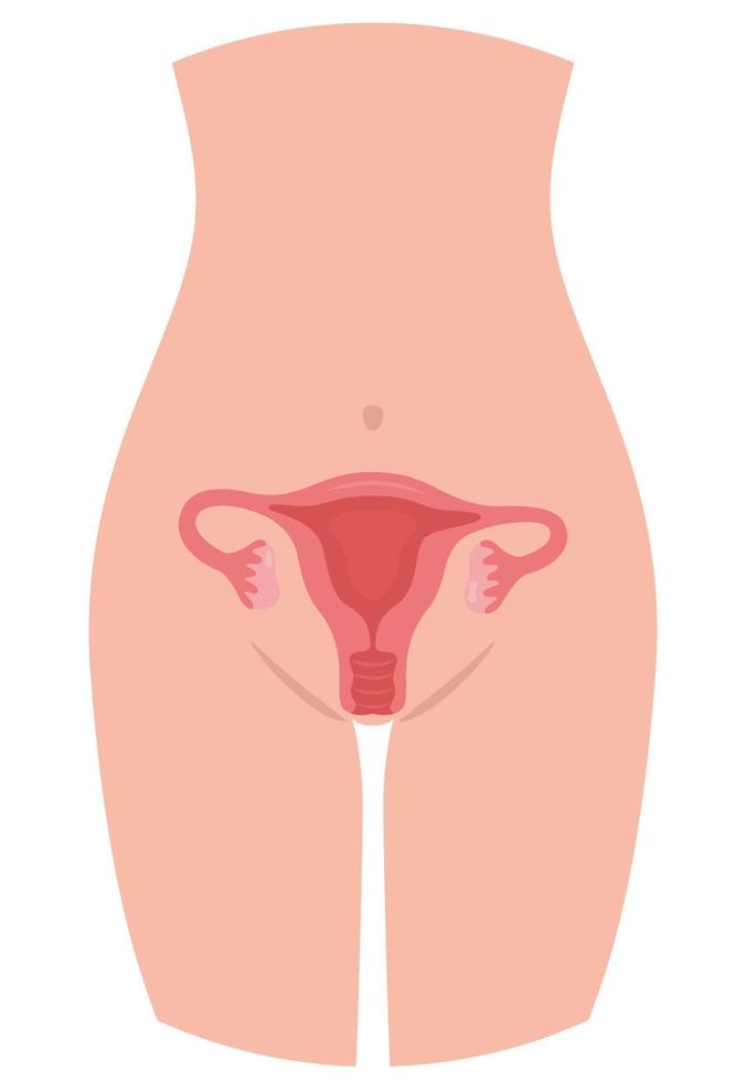 Woman body anatomy, location of the uterus. Woman reproductive health illustration. Gynecology. Anatomy. Vector concept illustration.