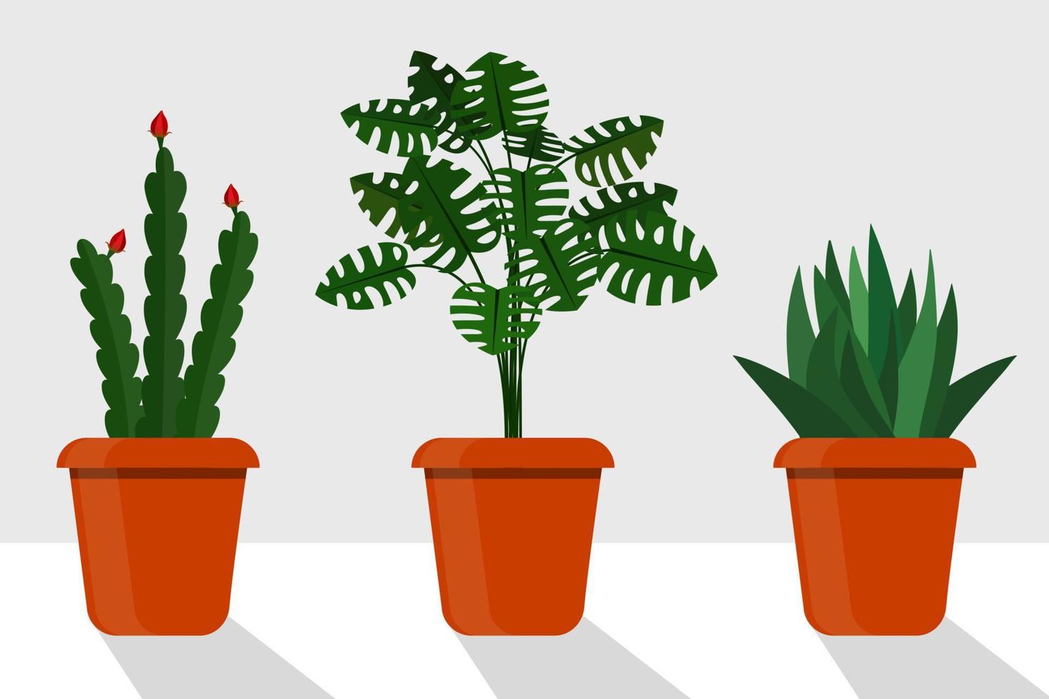 Flat style room plants in pots, vector illustration. Disocactus, monstera, sansevieriya.