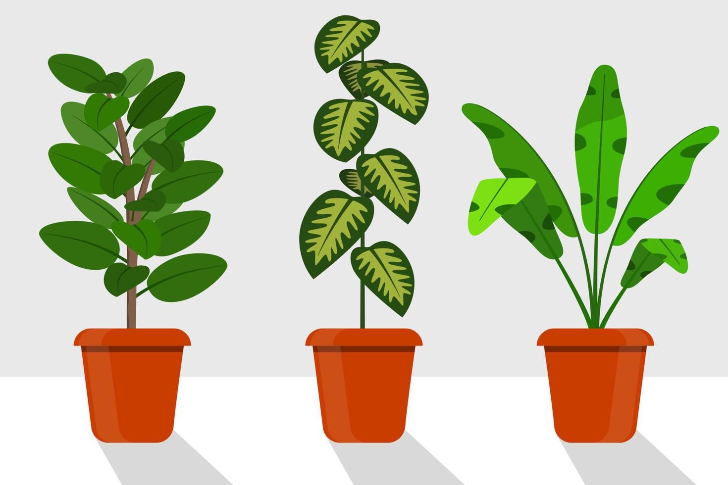 Flat style room plants in pots, vector illustration. Dieffenbachia, ficus.