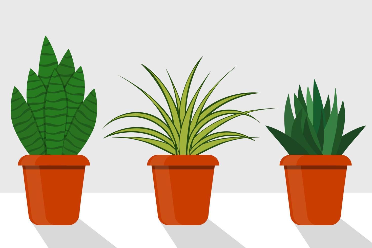 plantas de habitación de estilo plano en macetas, ilustración vectorial. clorofito, sansevieriya. vector