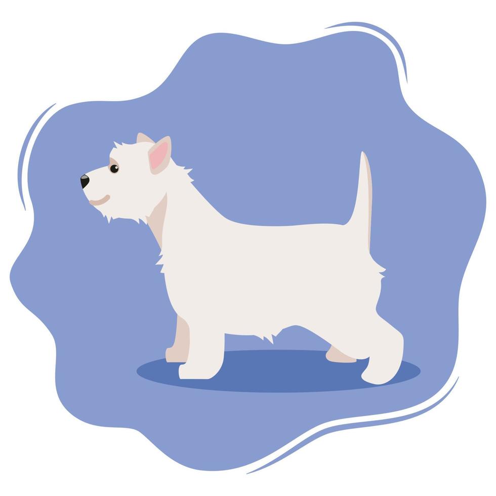 West Highland White Terrier or Westie. Lovely funny dog isolated on violet background. Fluffy adorable purebred domestic animal. Colorful vector illustration in flat style.