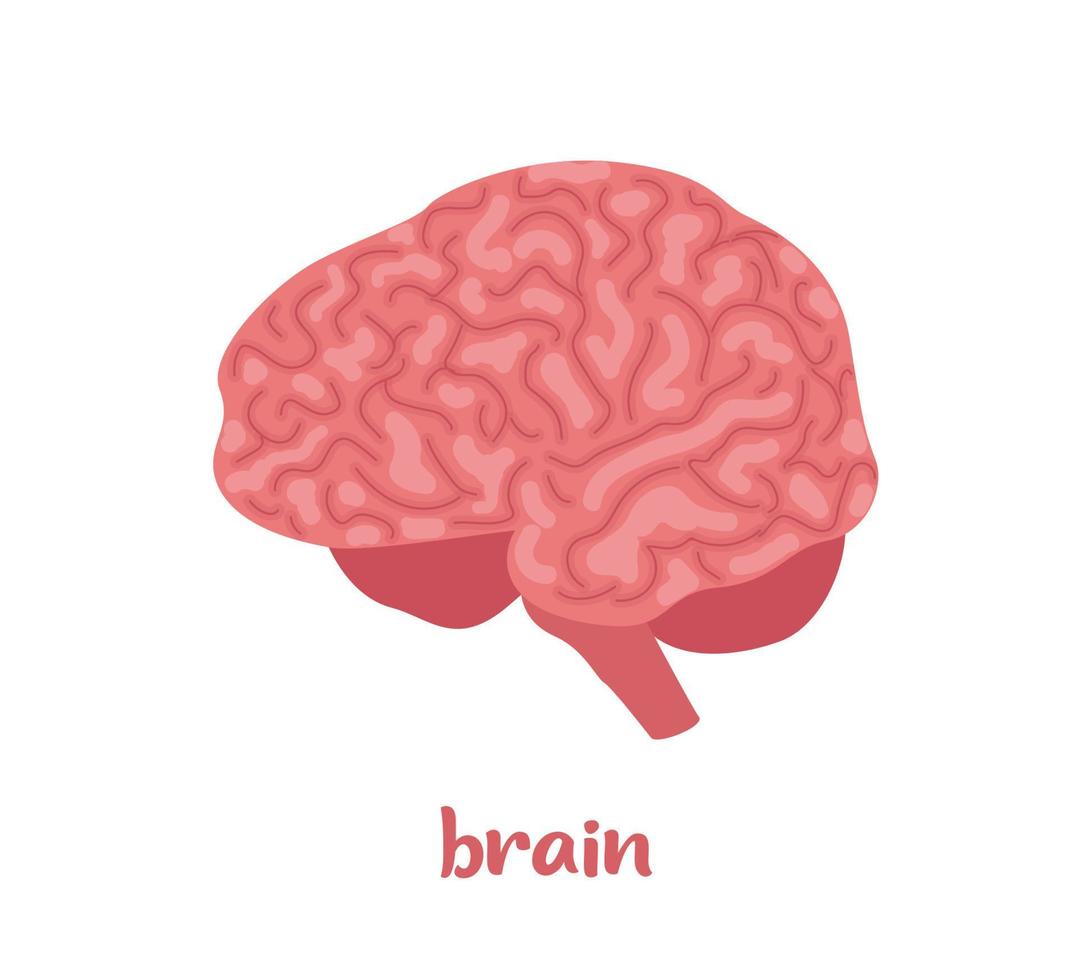 Human brain. Internal organ, anatomy. Vector flat icon illustration isolated on white background.