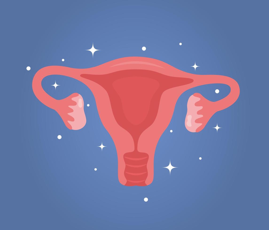 Uterus. Woman reproductive health illustration. Gynecology. Anatomy. Vector illustration.