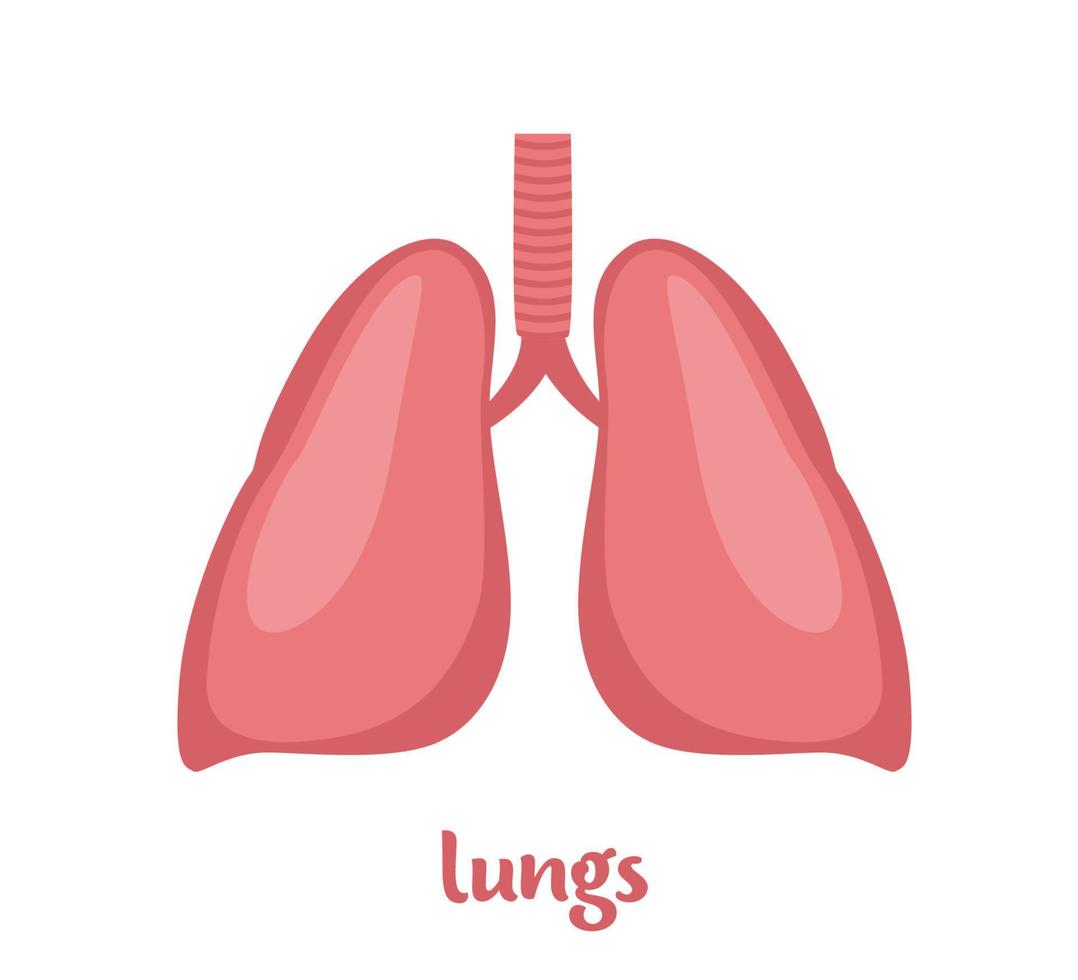 pulmones - órgano interno humano. órgano interno, anatomía. ilustración de icono plano vectorial aislada sobre fondo blanco. vector