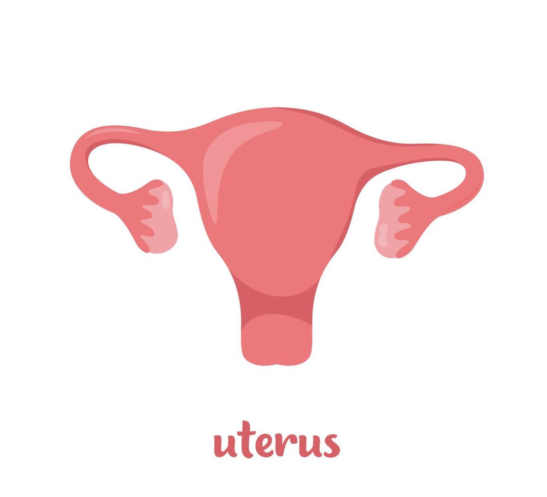 Uterus. Woman reproductive health illustration. Internal organs of the human body. uterus, ovaries, fallopian tubes. Gynecology. Anatomy. Vector flat icon illustration.