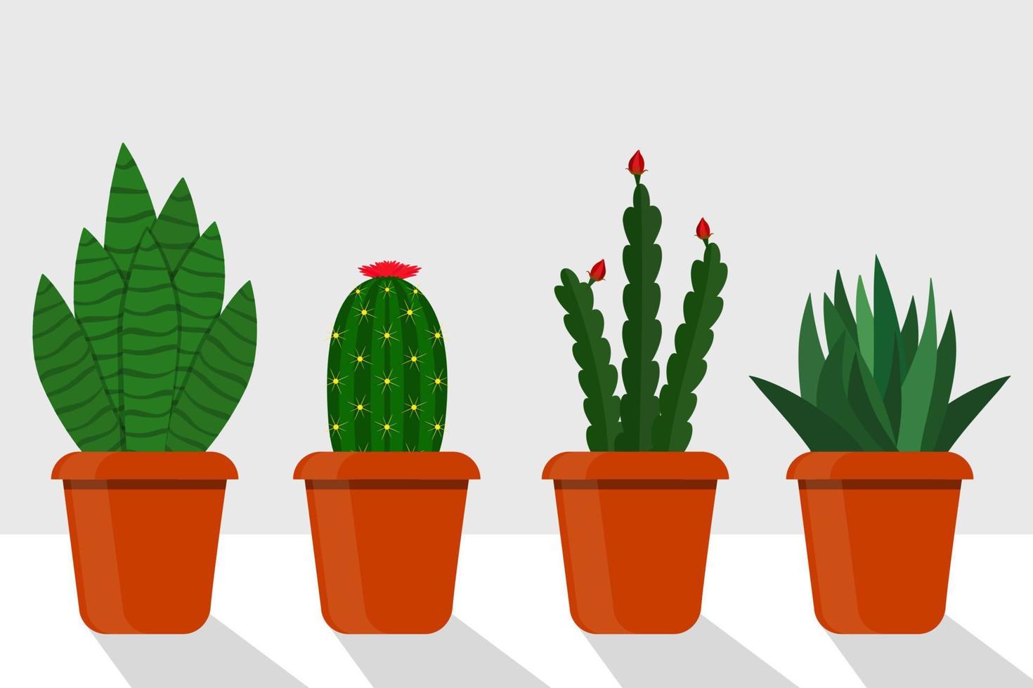 Flat style room plants in pots, vector illustration. Cactus, sansevieriya, disocactus.