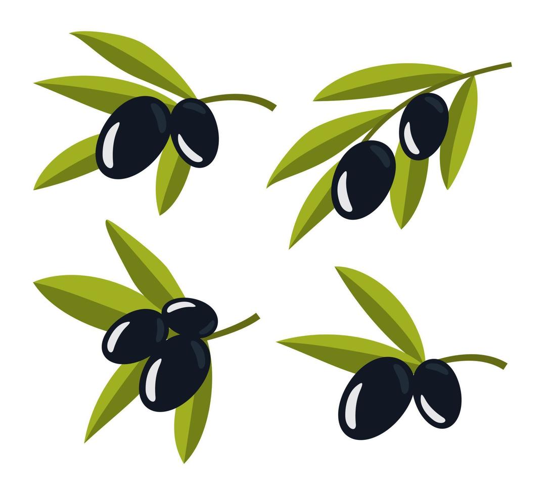 conjunto de aceitunas. ramas de olivo ramas negras de aceitunas para el diseño de cosmética natural, aceite de oliva, medicina. productos orgánicos para un estilo de vida saludable. ilustración vectorial vector