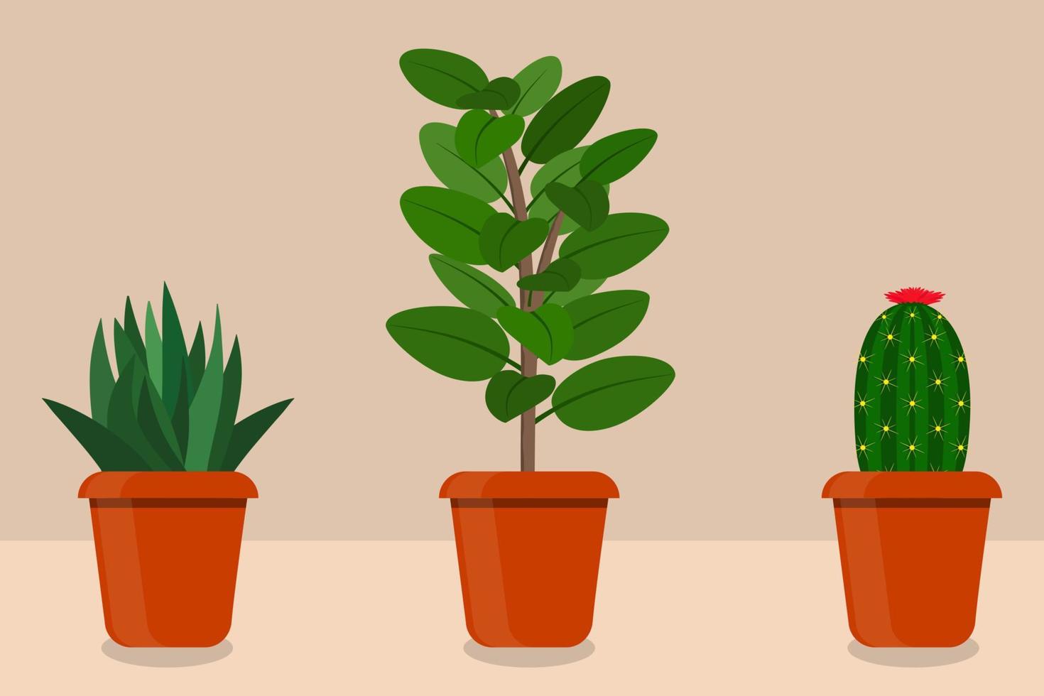 Flat style room plants in pots, vector illustration. Cactus, aloe vera, ficus.