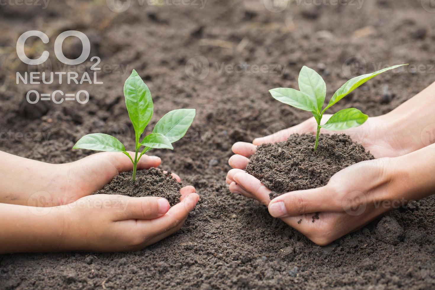 Environment Earth Day In the hands of trees growing seedlings.  Female hand holding tree, photo