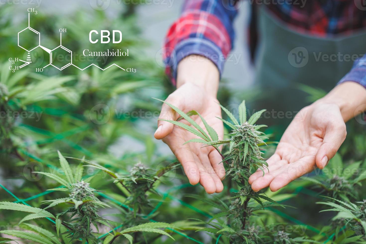 Researchers, farmers, investigating and analyzing hemp plants, herbal alternative treatments, pharmaceutical industry, research on therapeutic uses. photo