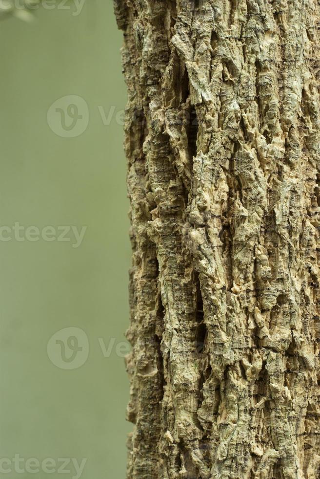 Abstract Surface texture and trenches on the bark of tree trunk photo