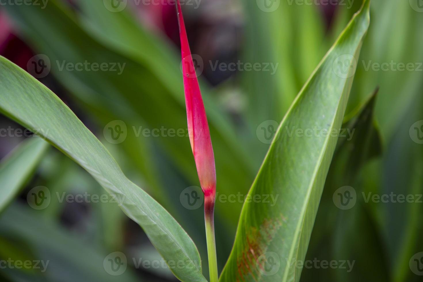 Bird of paradise flower  bud with green blurry background photo