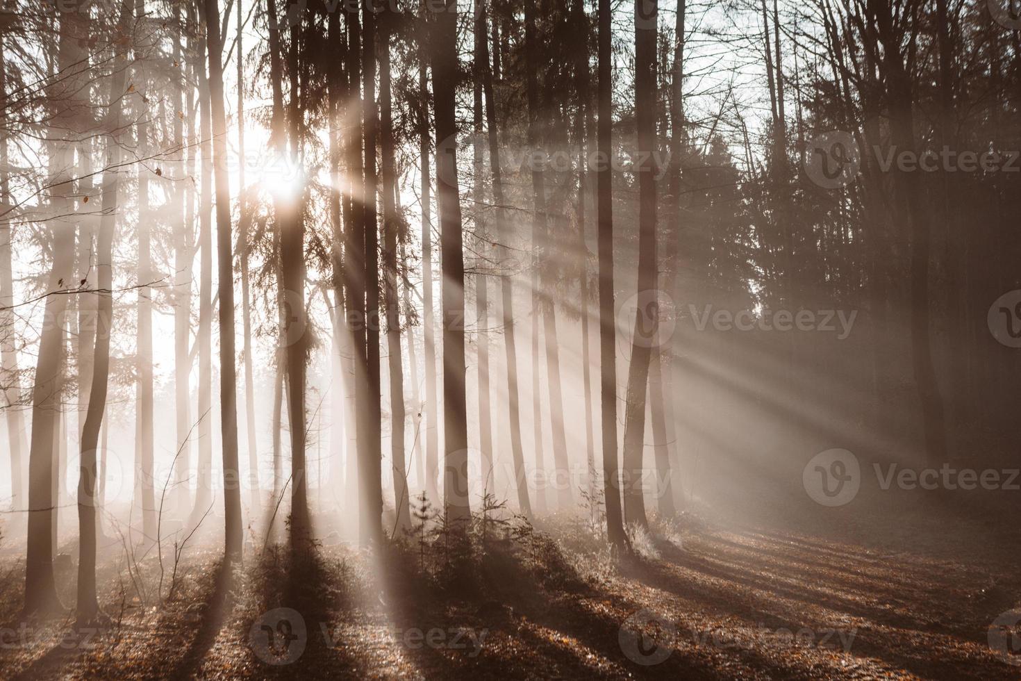 Sun rays shining through misty forest make silhouettes of the tree trunks photo