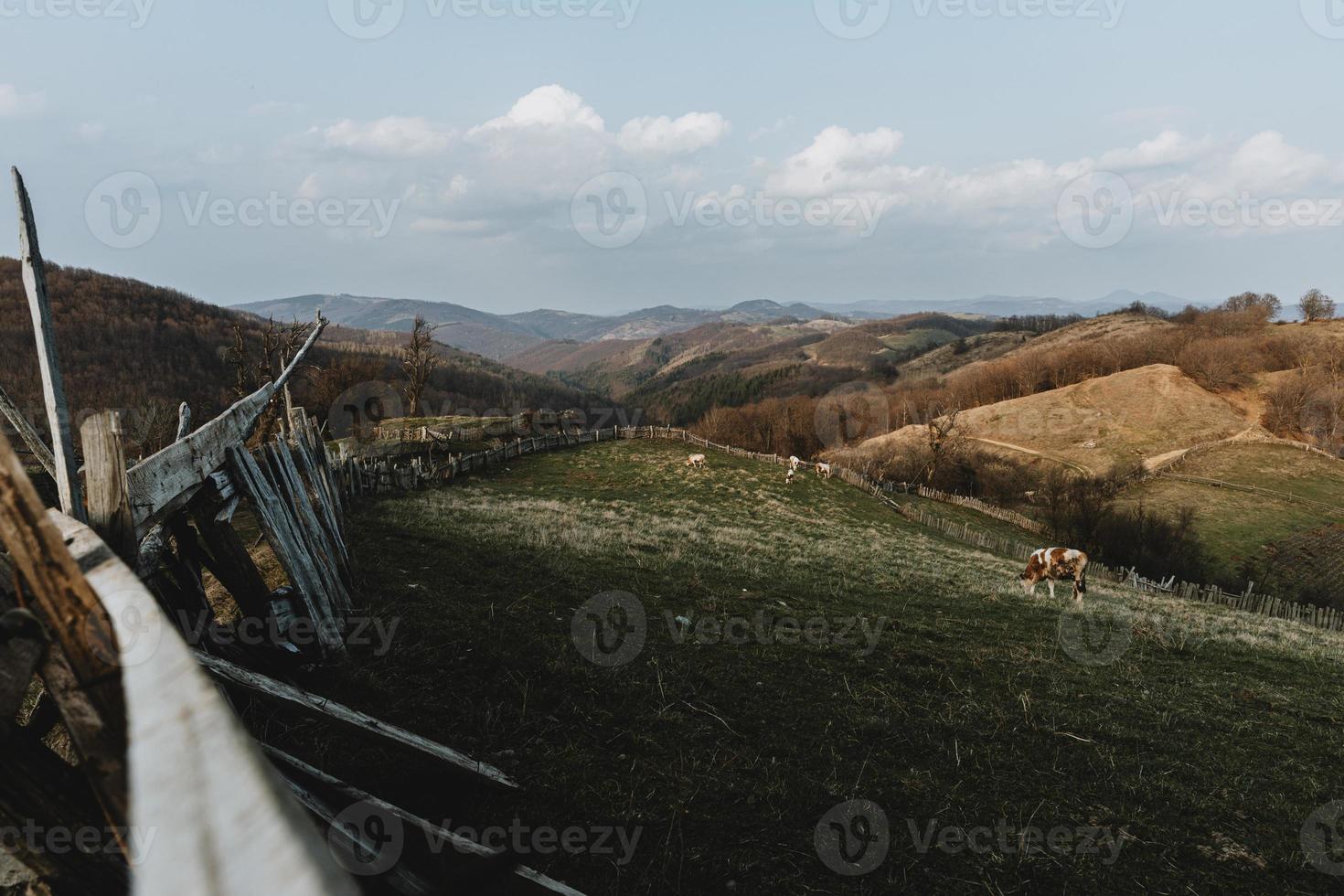 Panoramic view of hills in romania with leading line of old wooden fence around green pasture with cows during spring day photo