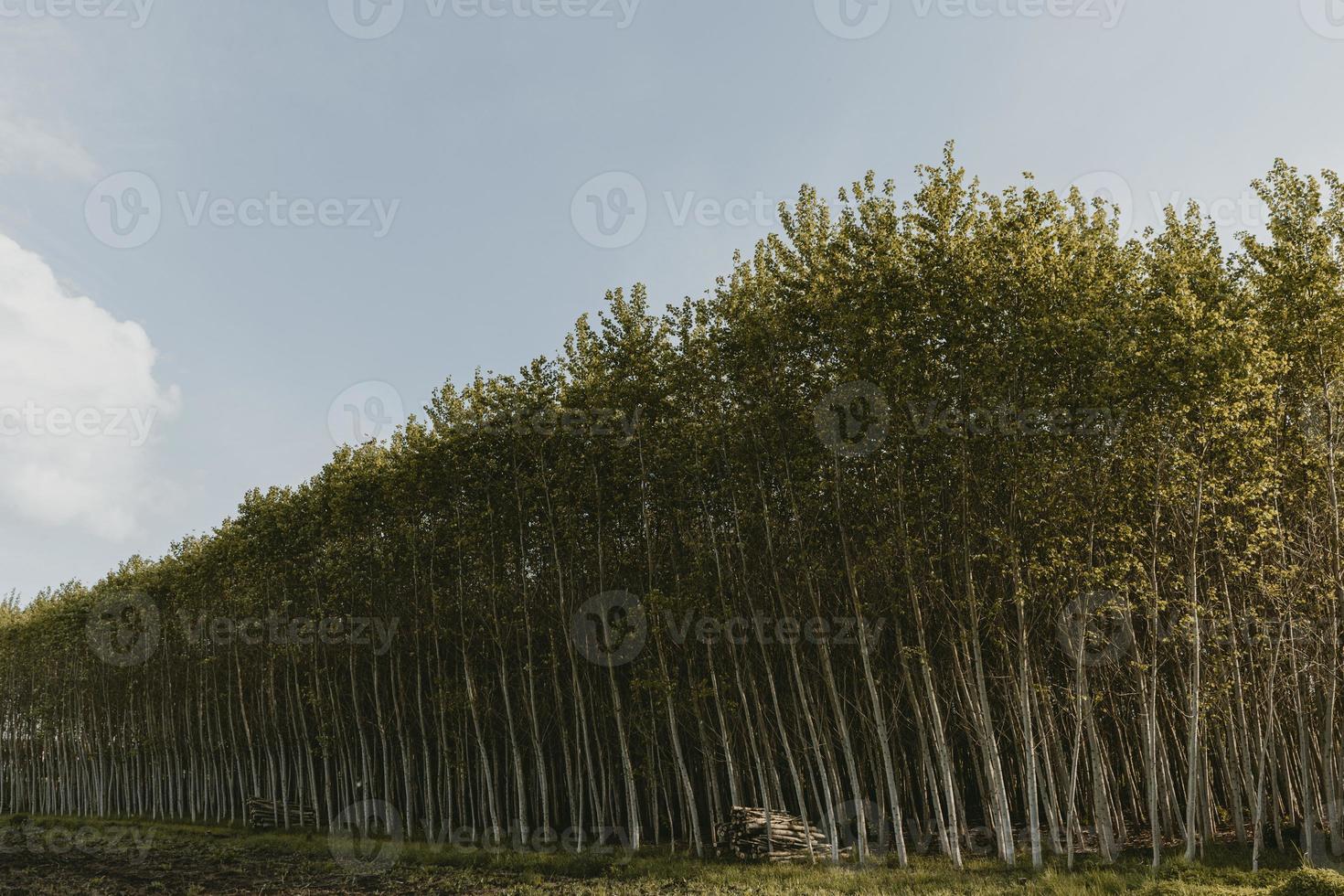 Symmetrical plantation of fast growing trees with the heaps of trunks with blue sky above it during sunny spring day photo