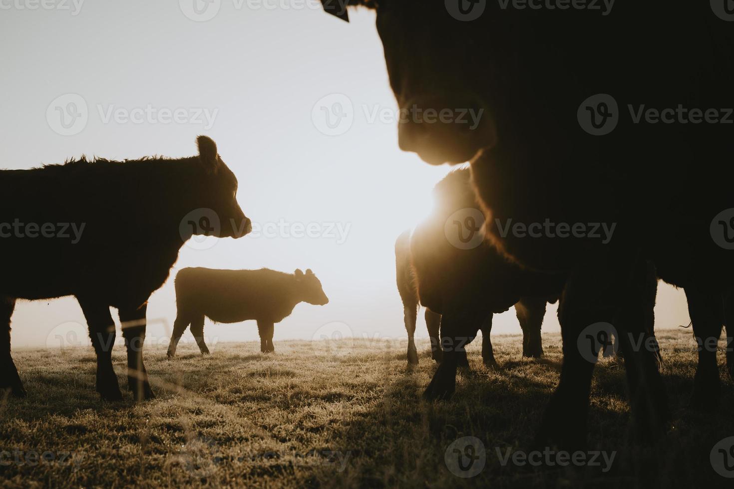 Close up view of silhouettes of herd of cows with one of them staring straight to the camera from lower angle on pasture during the foggy frosty sunrise with gold sun in background in late autumn photo