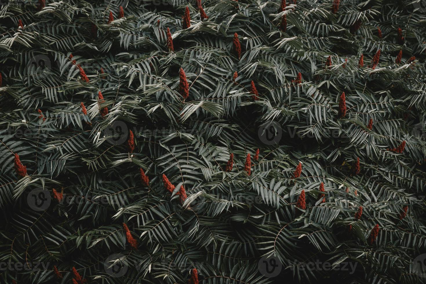 Pattern of leaves and red blossoms of staghorn sumac rhus typhina photo