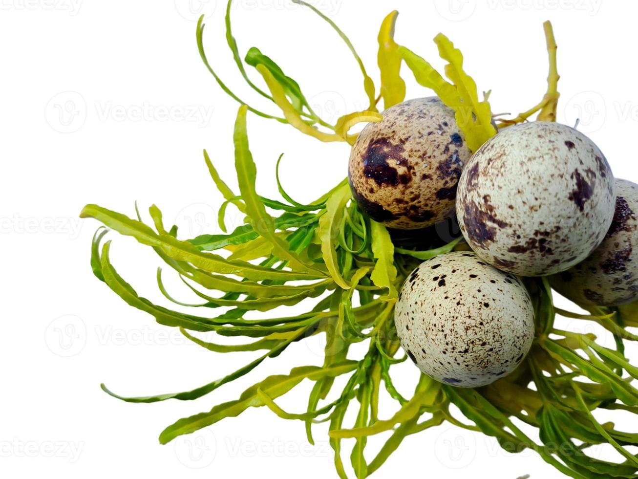 Quail eggs from quail, a collection of quail eggs on a wooden plate with isolated white background photo