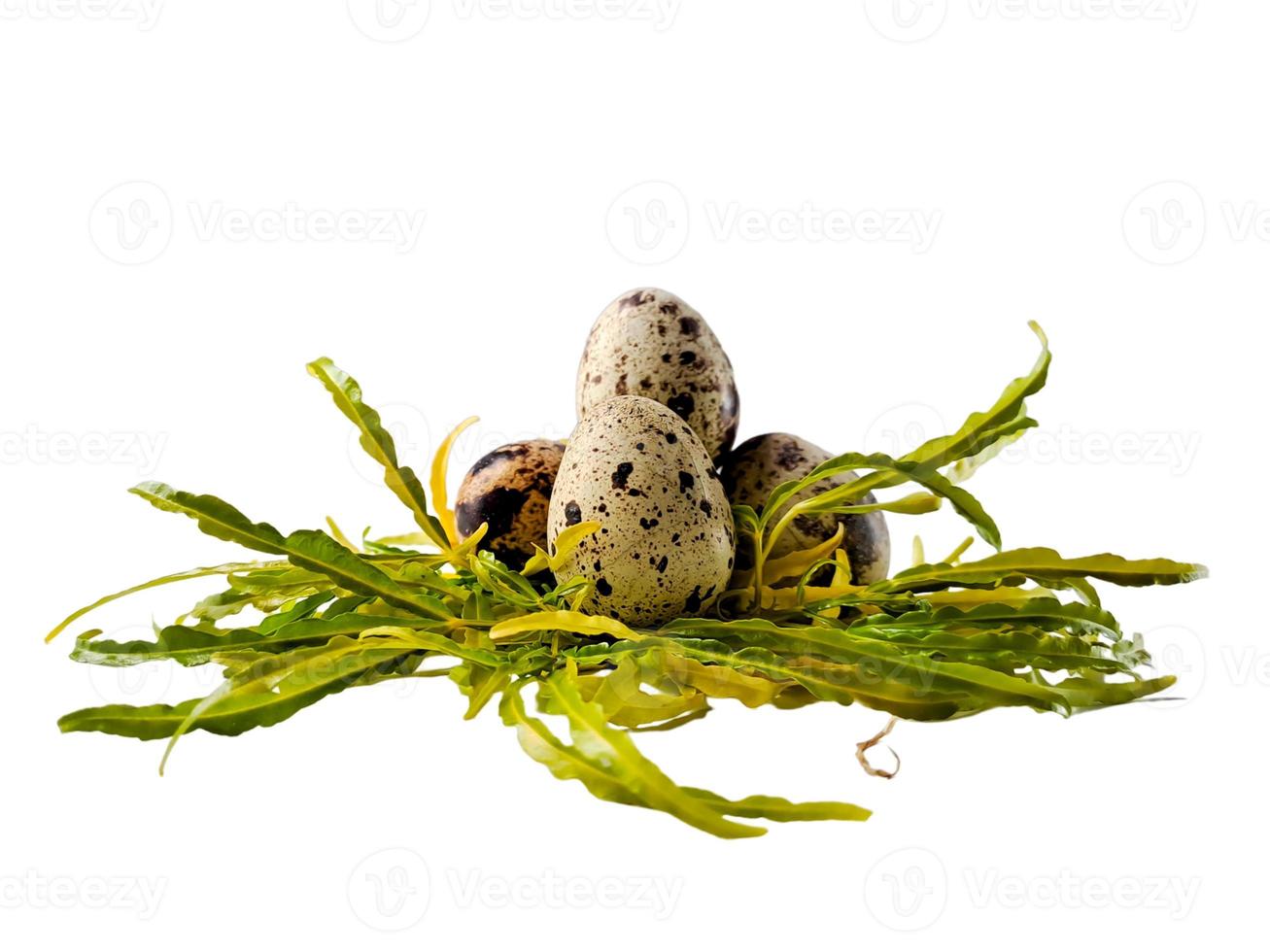 Quail eggs from quail, a collection of quail eggs on a wooden plate with isolated white background photo