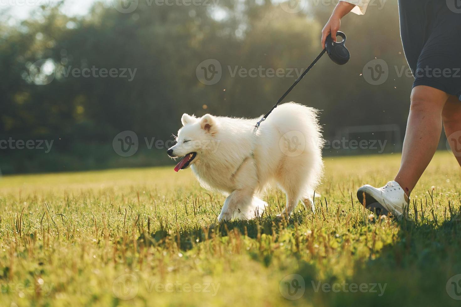 Close up view. Woman with her dog is having fun on the field at sunny daytime photo