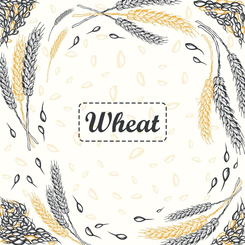 Hand drawn Wheat Background with wheat ripe spikelet isolated on white background vector