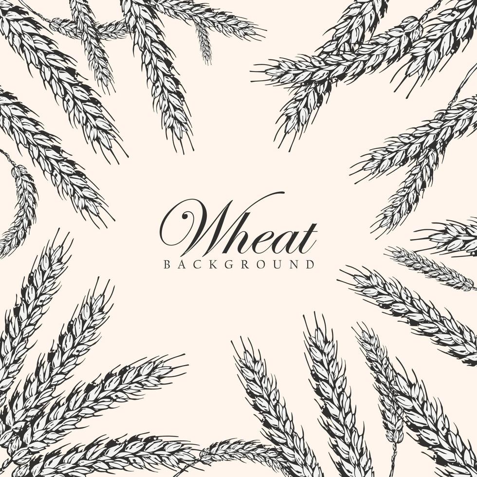Hand drawn Wheat Background with wheat ripe spikelet isolated on white background vector