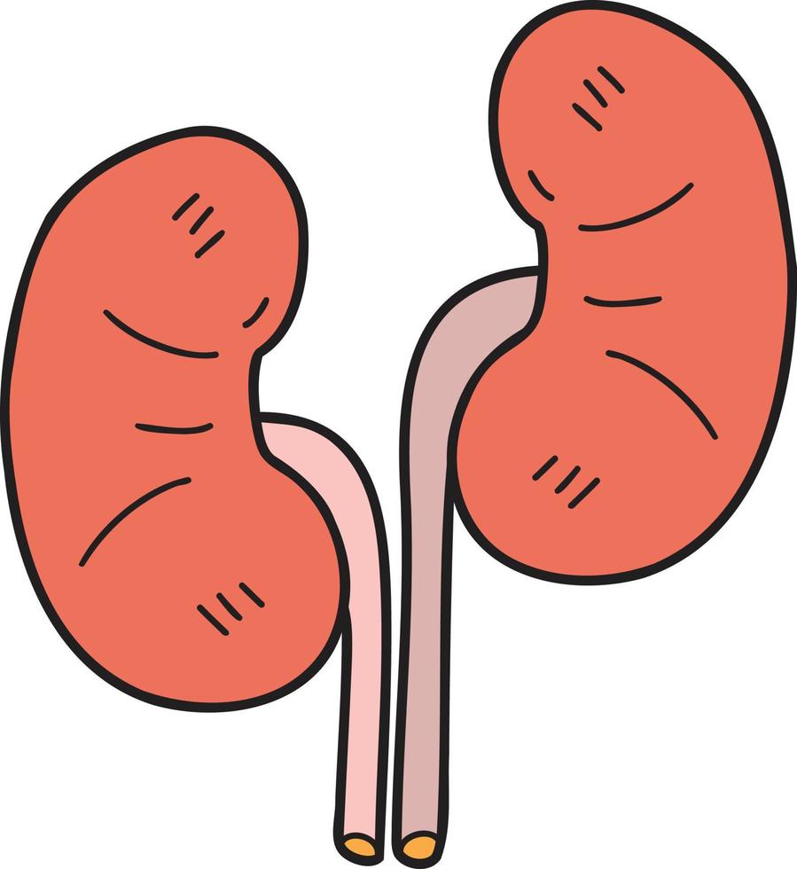 Hand Drawn kidney illustration vector