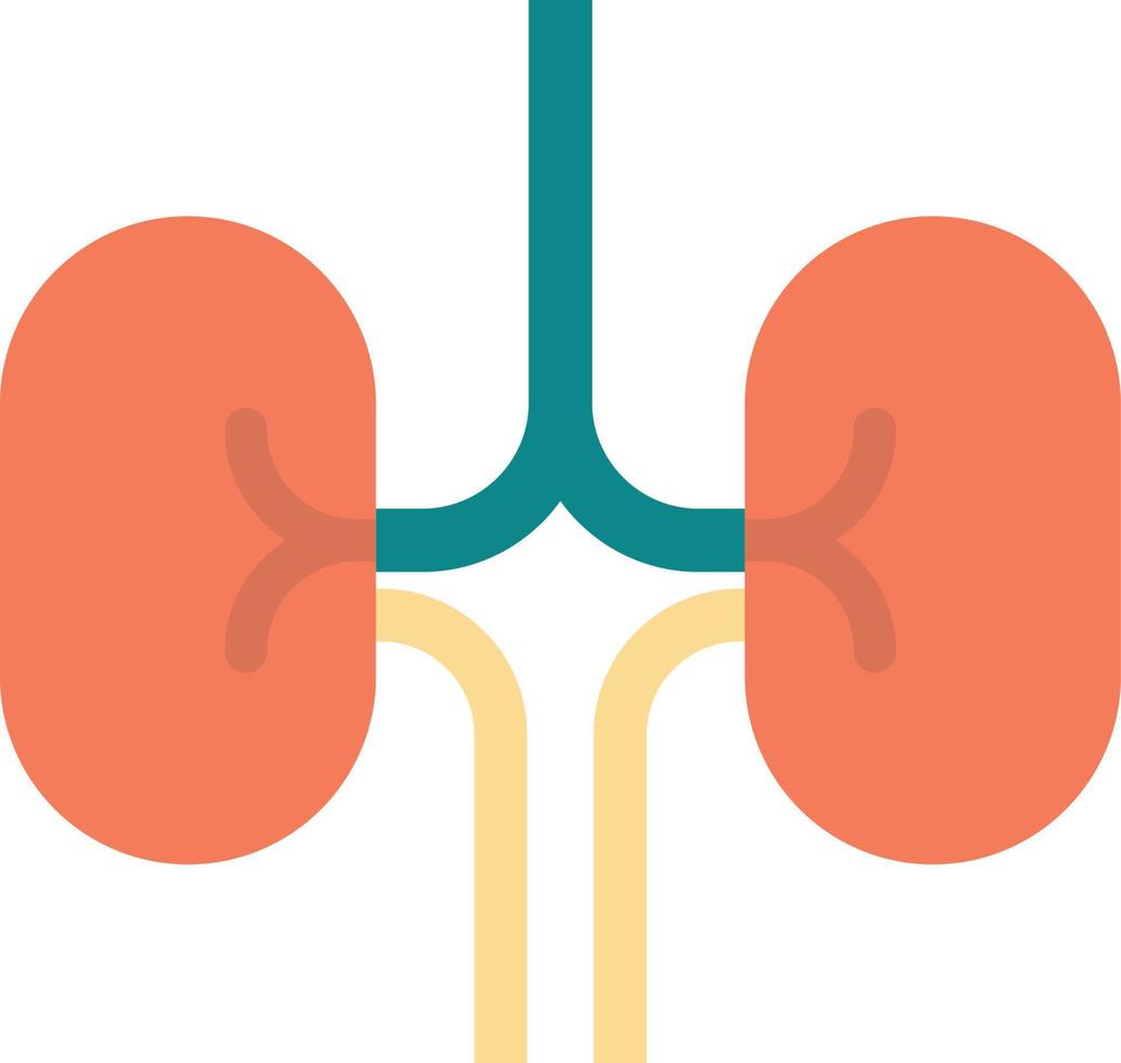 kidney illustration in minimal style vector