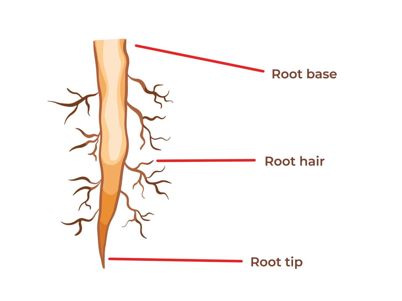 Plant root structure from root base, hair, and tip vector illustration. Struktur akar. Biology student study book themed drawing with simple flat cartoon art style isolated on plain white background.