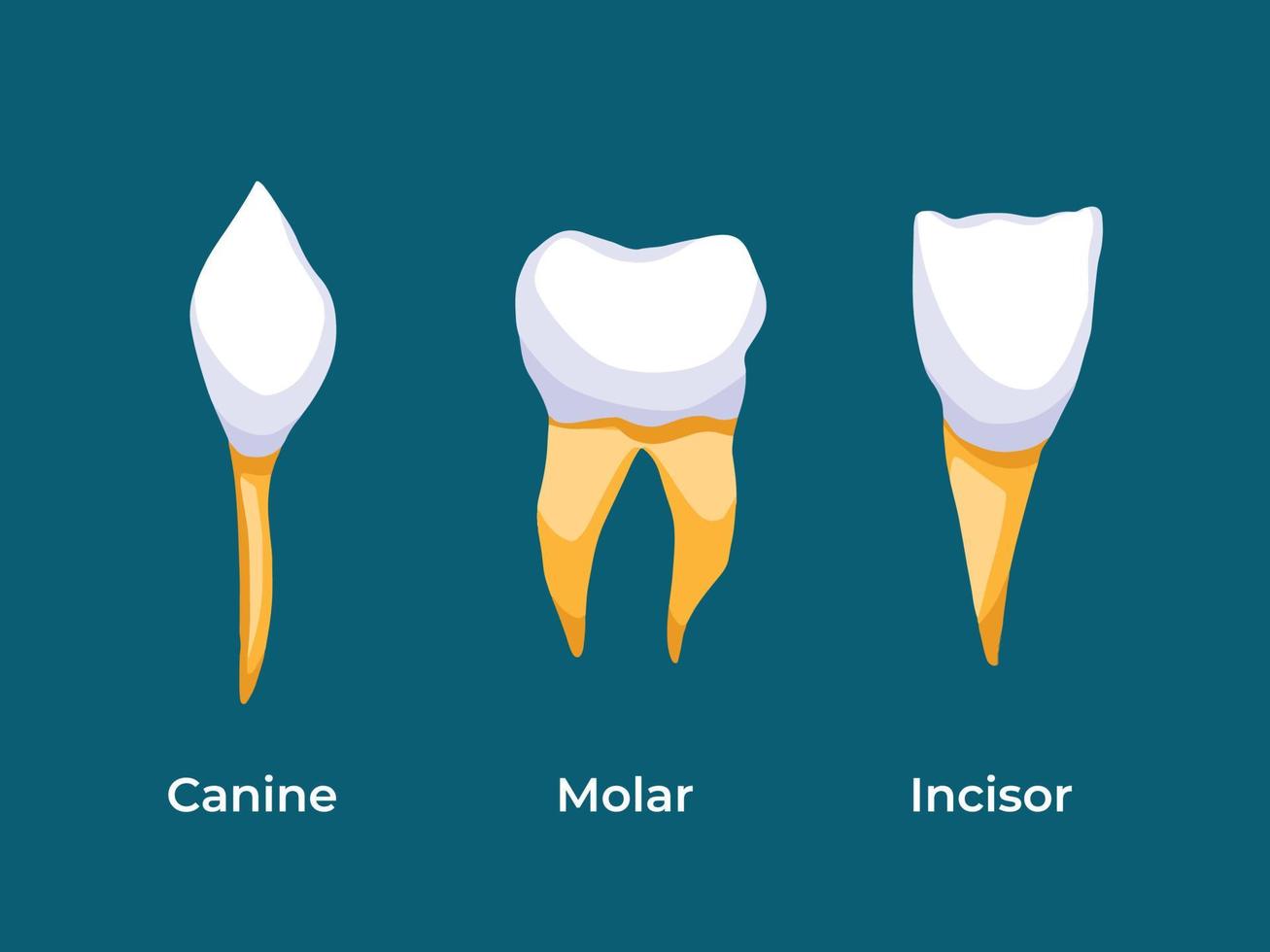 dibujo de ilustración vectorial de dientes incisivos, molares y caninos aislado en fondo verde oscuro. tres tipos de dientes con raíces dentales de color amarillo. dibujo con estilo de arte plano simple de dibujos animados. vector