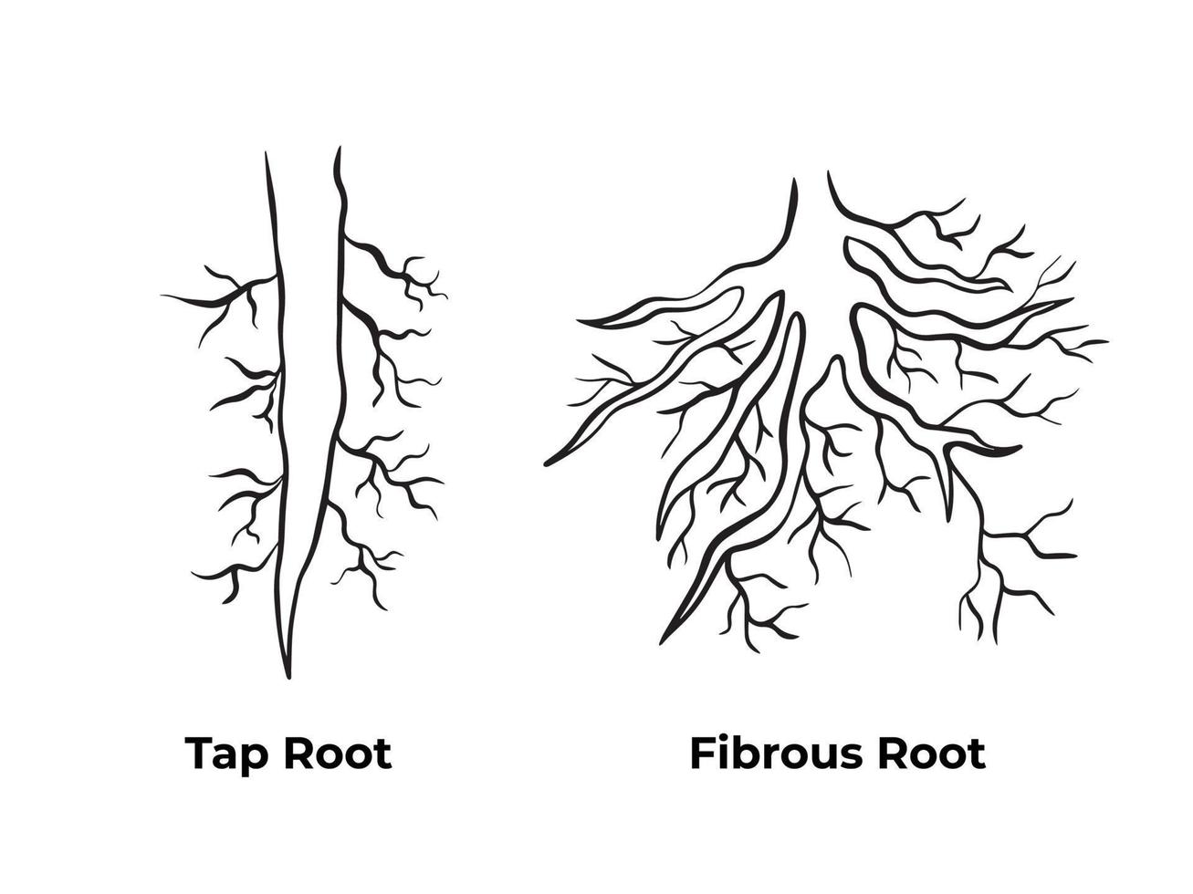 Tap root and fibrous root monochrome black and white outlined simple vector illustration isolated on plain background. Pictogram with cartoon simple art styed for biology student school book.