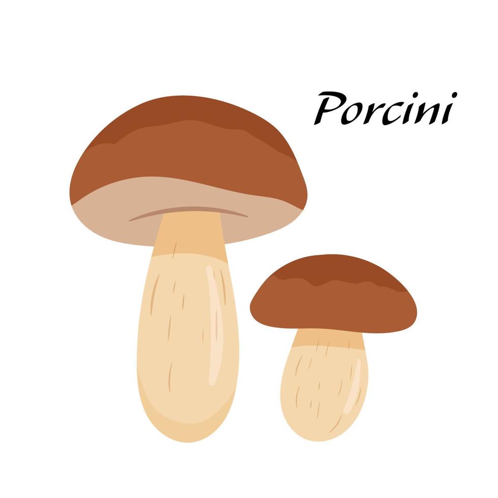 Porcini mushroom. Vector cartoon illustration of Japanese food isolated on white. Raw vegetable.