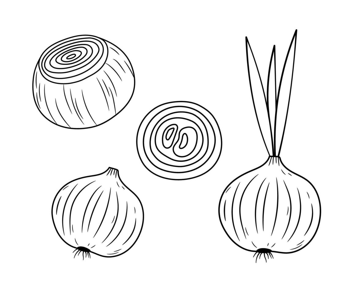 Vegetable onion bulb and ring. Fresh Peeled onion icon isolated on white background. Vector outline illustration