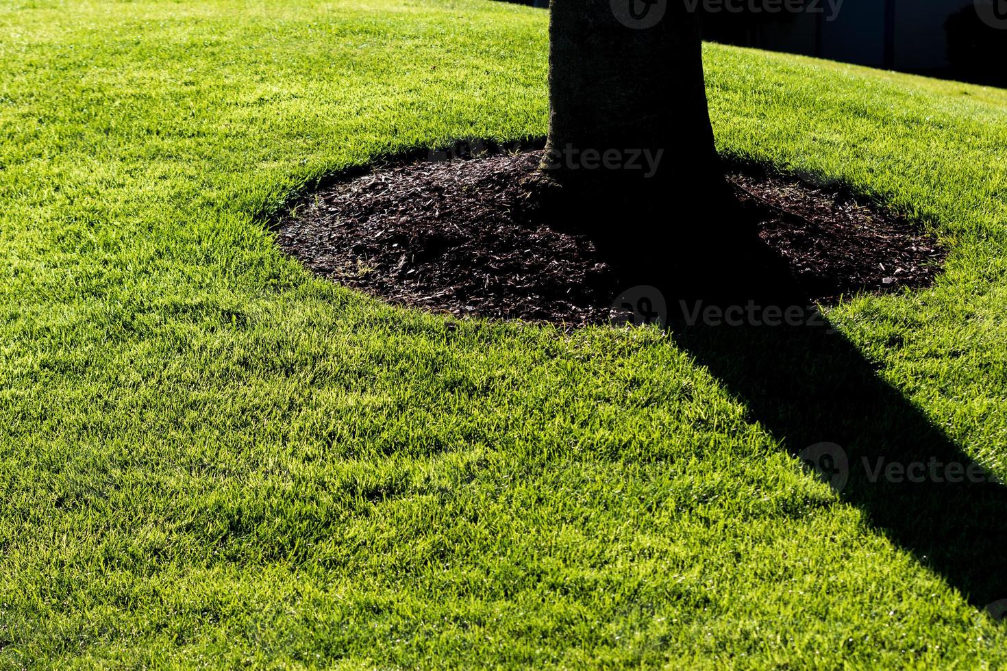 Tree trunk casting shadow on a lush green lawn photo