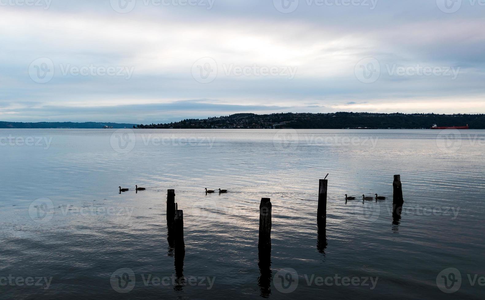 Canada Geese swimming in an inlet bay harbor photo