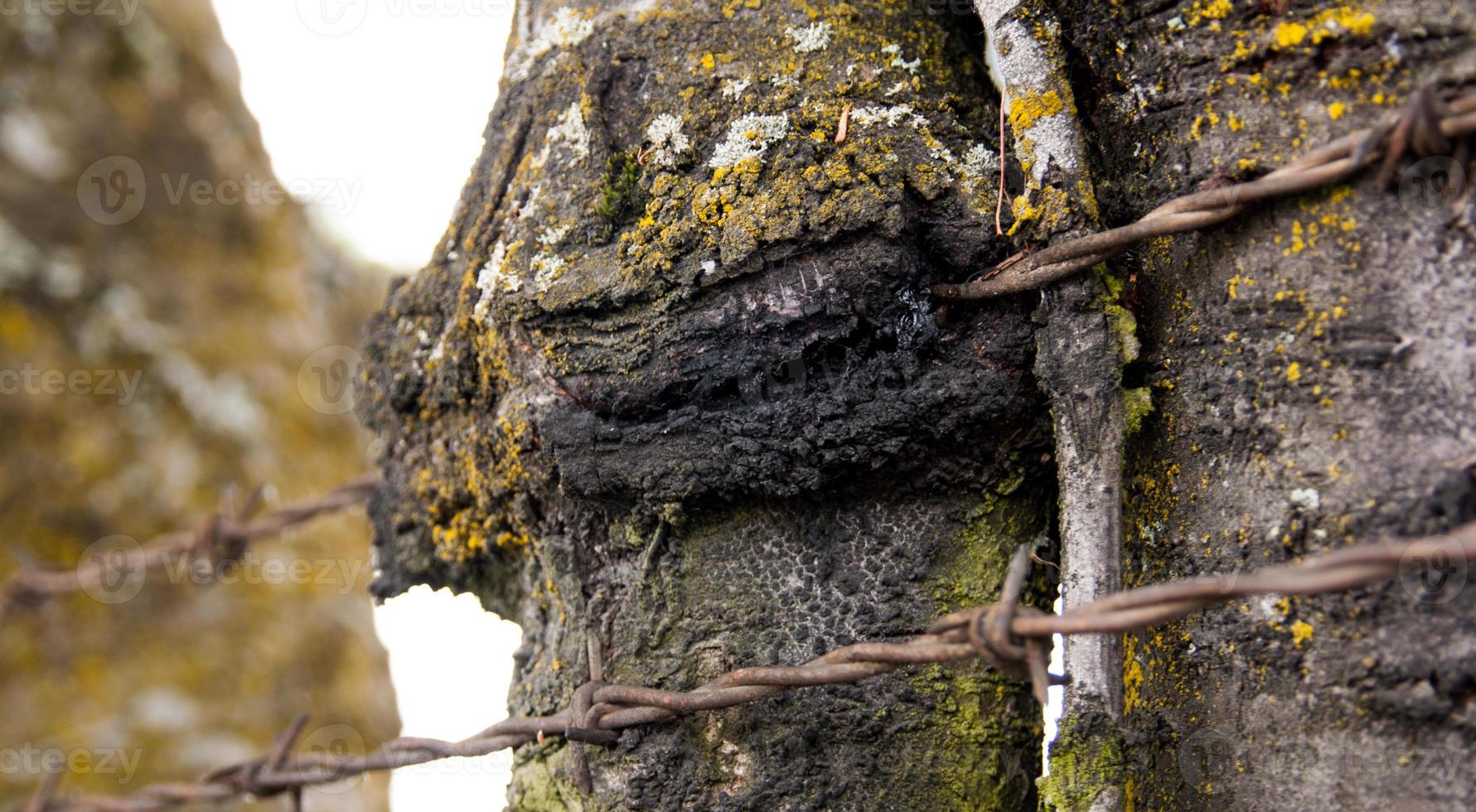 Tree with barbed wire fence grown in to the bark photo