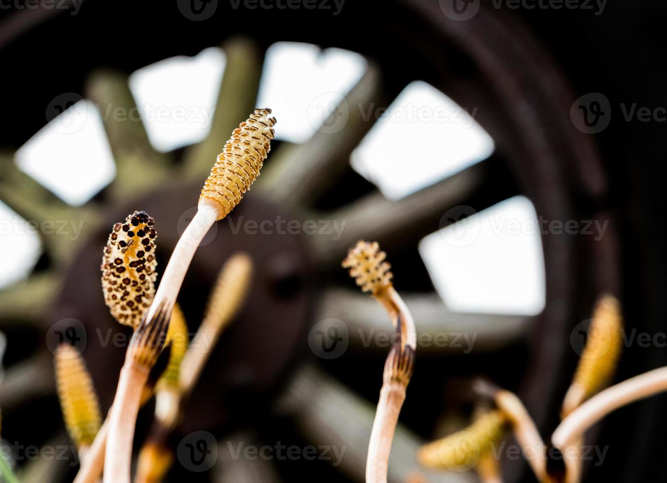 Vintage antique automotive tractor wood wheel spokes with small plants photo