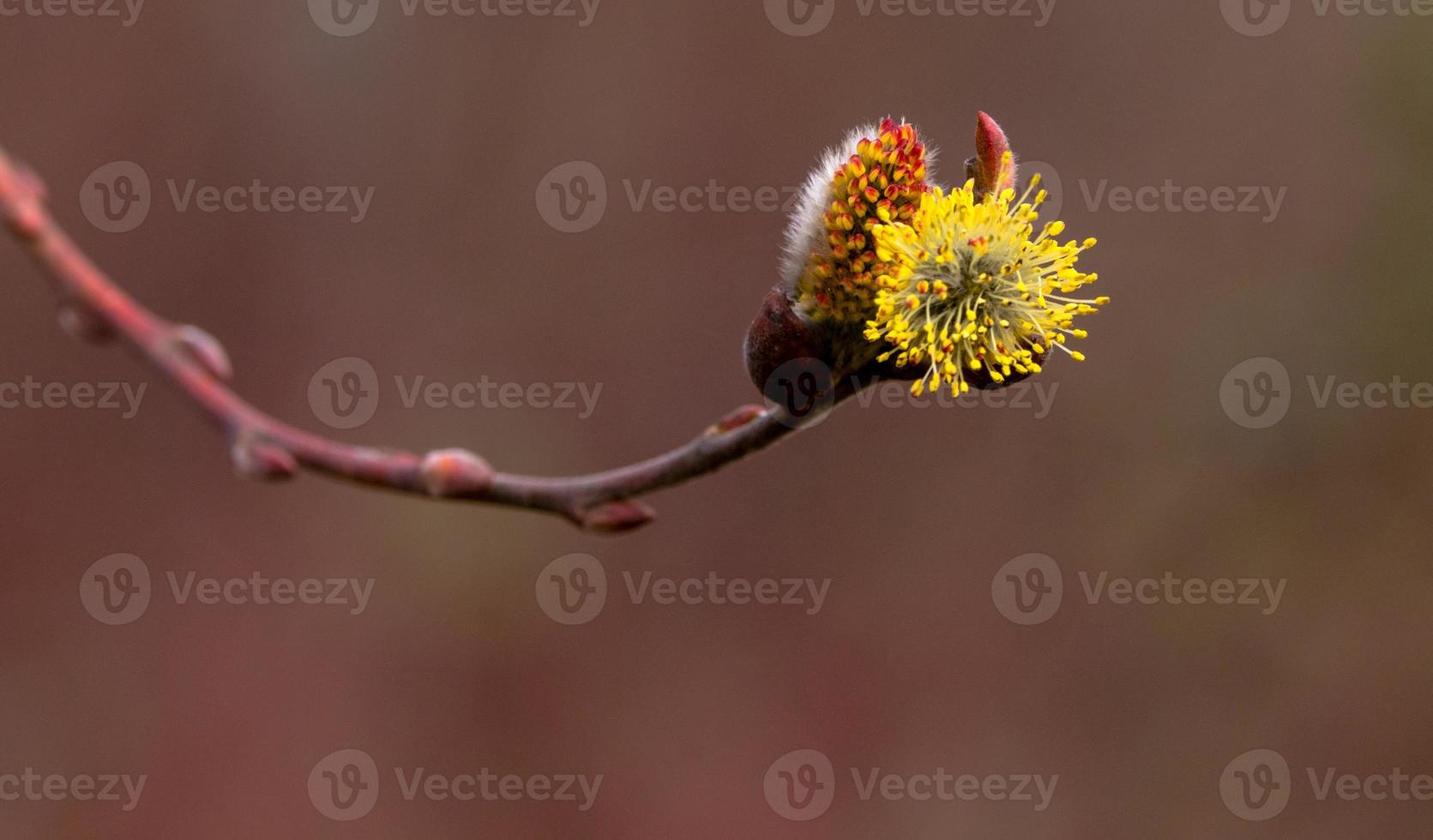 Salix caprea Pendula yellow and red Pussy Willow in blooms covered in pollen with fresh new growth photo