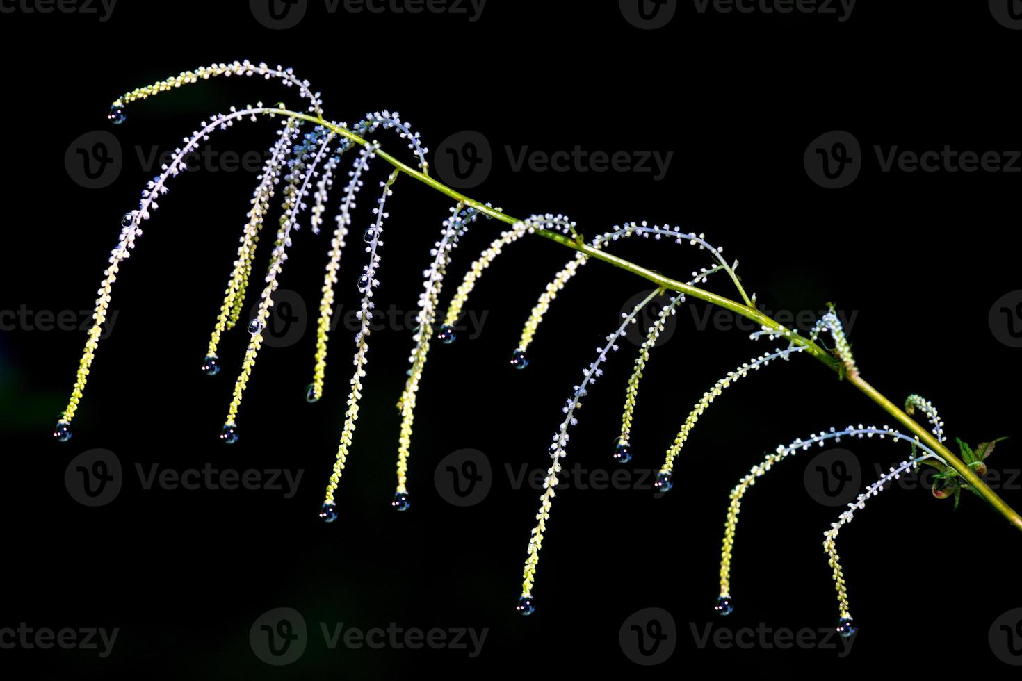 Dainty spider like plant with dew drops at the end of drooping hanging arms photo