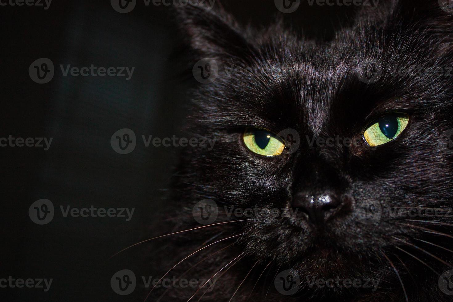 cara de gato himalaya negro de cerca foto