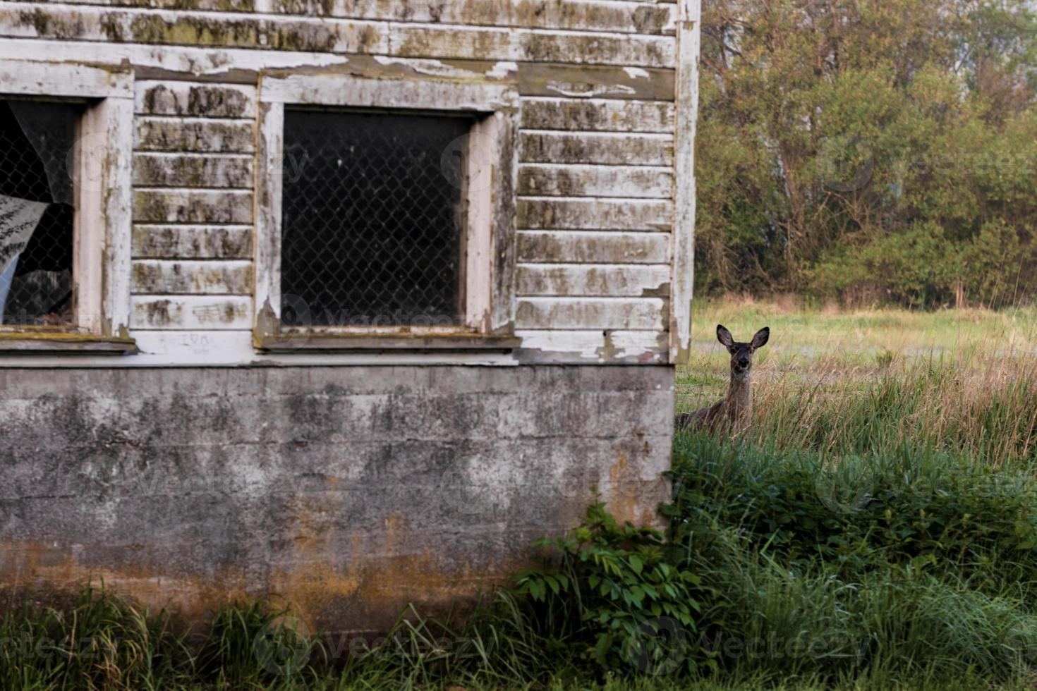 Doe Deer next to a barn in the grass photo