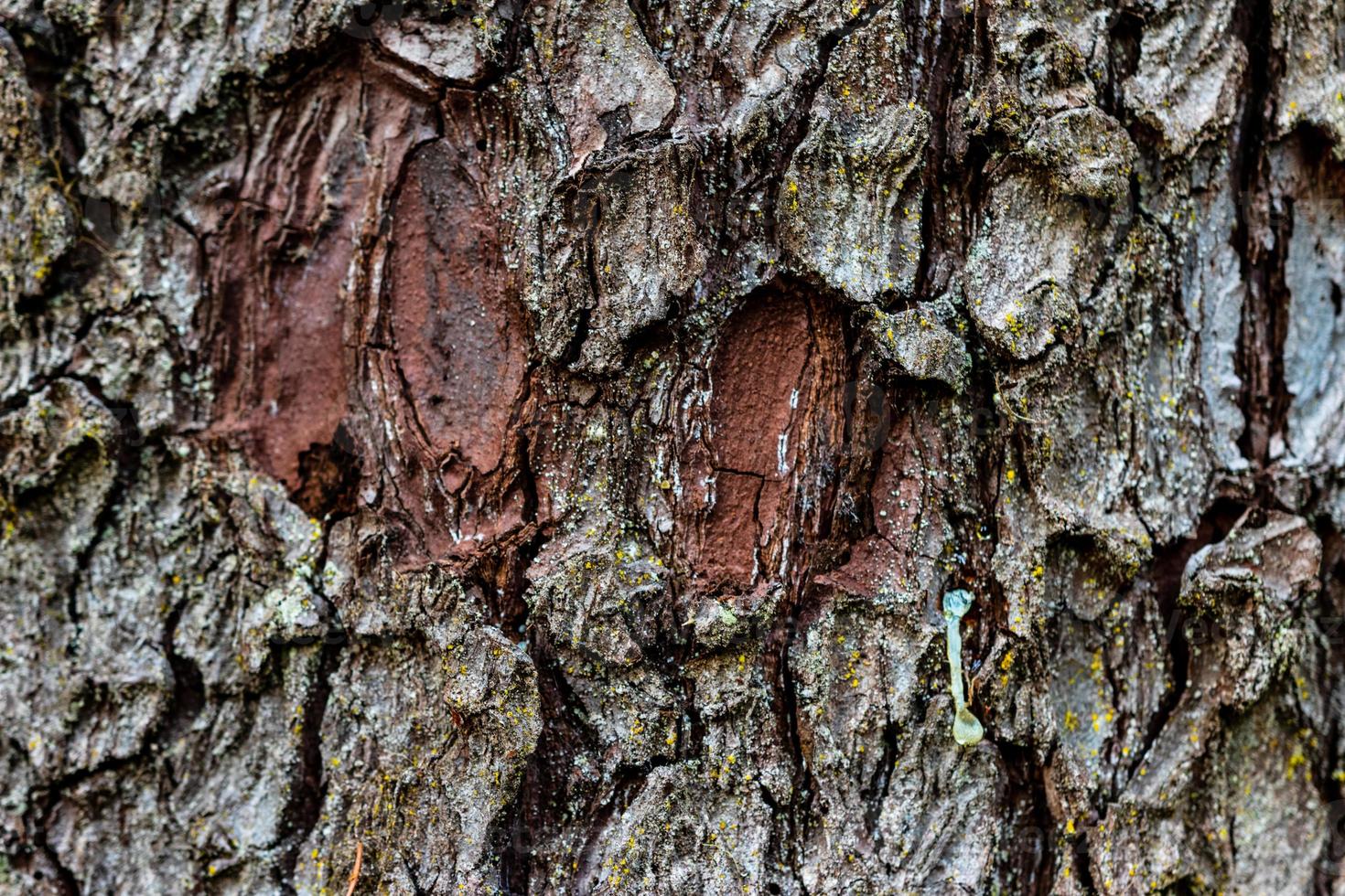 Aged worn tree bark close up with small moss photo